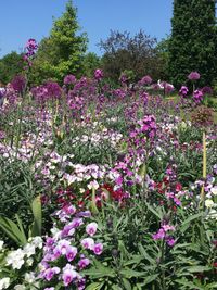 Blumenwiese