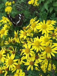 Schmetterling auf Blume